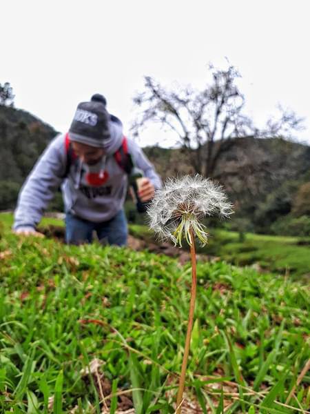 Flora del bosque mesófilo de montaña de El Cielo, Tamaulipas, con excursionista al fondo entre la niebla