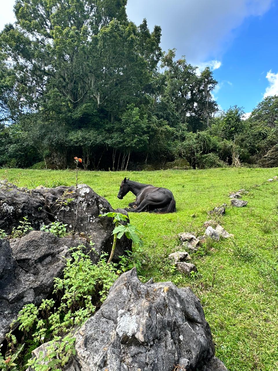 Roca caliza kárstica con vegetación y heno sobre los árboles en El Cielo, Tamaulipas